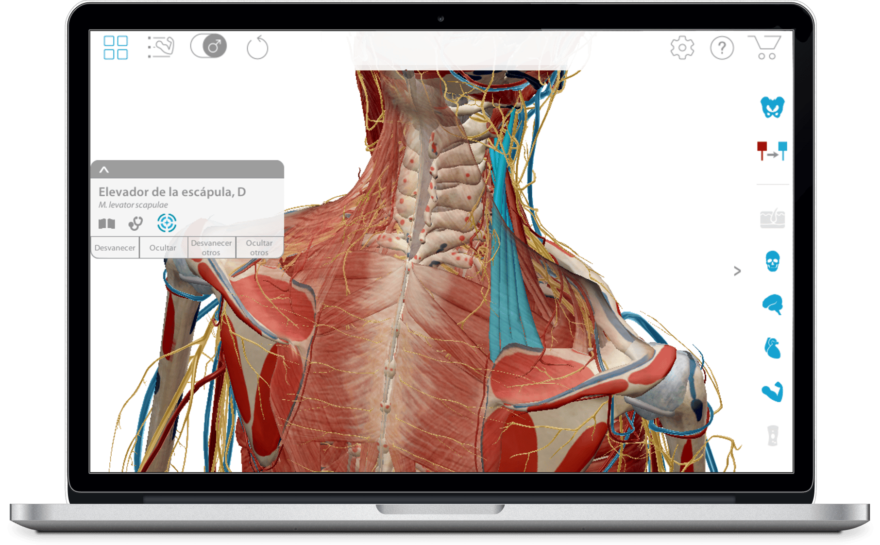 Jaula ngel Dictado Anatomia Humana Musculos Espa ol Progreso Por Favor